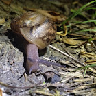 Snail