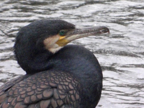 [Black shag or cormorant on Avon.jpg]