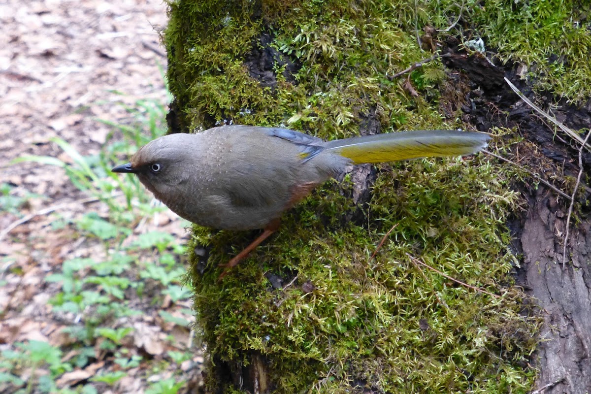 Elliot's Laughingthrush 橙翅噪鶥