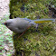 Elliot's Laughingthrush 橙翅噪鶥