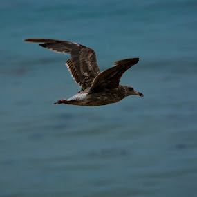 by Justin Kifer - Animals Birds