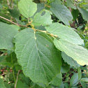 Witch hazel