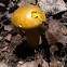 Ornate stalked bolete