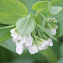 white Virginia bluebell
