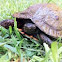 Tortuga roja