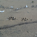 Raccoon Tracks