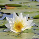 Water Lily