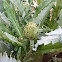 Alcachofa