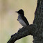 Eastern Kingbird 