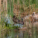 Mallard