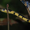 Tiger Rat Snake