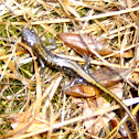 Long-toed Salamander