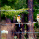 Eastern Bluebird