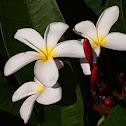Frangipani