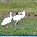 African Spoonbill