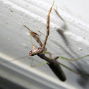 Mantis