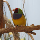 Gouldian Finch