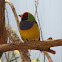 Gouldian Finch