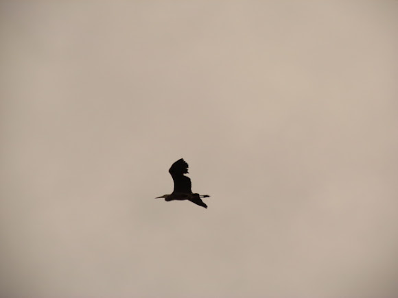 Spotting Image 1