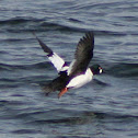 Common Goldeneye