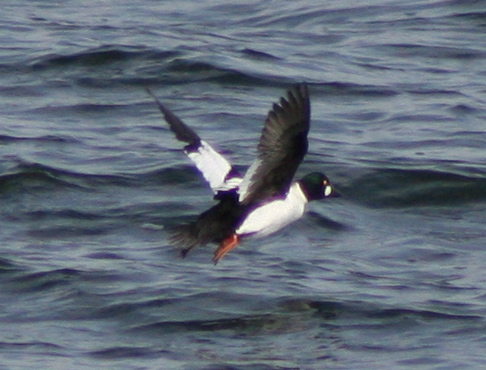 Spotting Image 1