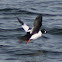 Common Goldeneye