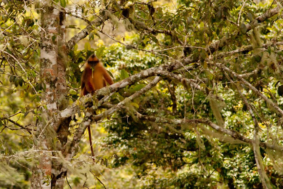 Spotting Image 1
