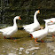 White Chinese Geese