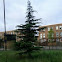 Cedar of Lebanon