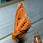 Isabella Tiger Moth