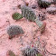 Prickly Pear Cactus