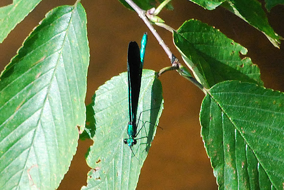 Spotting Image 1