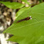 Mayfly