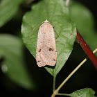 Large Yellow Underwing