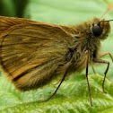 Small Skipper Butterfly