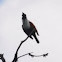 Three-wattled Bellbird