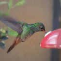 Rufous-tailed Hummingbird