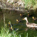 Mallard