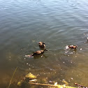 Wood duck