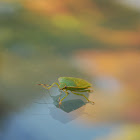 Green Stink Bug