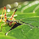 Grasshopper