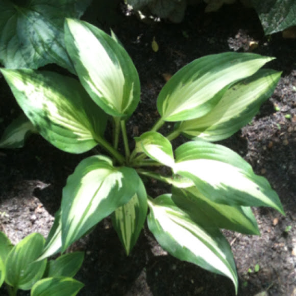 Spotting Image 1