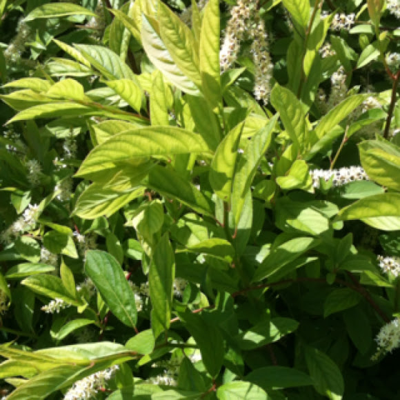 Spotting Image 1