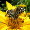 Leaf-cutting Bee