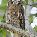 Tropical Screech Owl