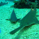 Longnose sawshark