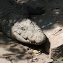 Nile Crocodile