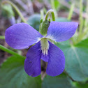 Common Blue Violet