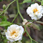 Rose, No Name, experimental