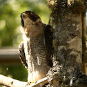 Peregrine falcon
